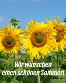 Sonnenblumen mit Text "Schönen Sommer!"