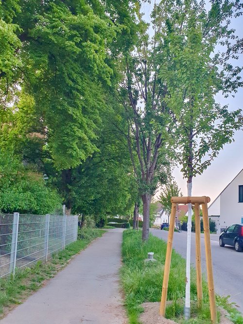 frisch gepflanzter Straßenbaum