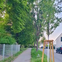 frisch gepflanzter Straßenbaum