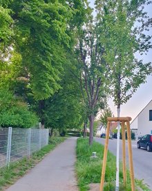 frisch gepflanzter Straßenbaum