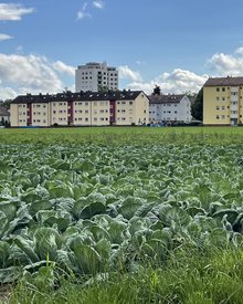 Rötlesäcker