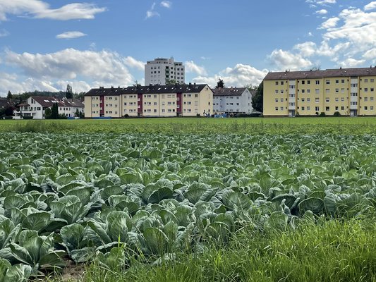 Rötlesäcker