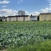 Rötlesäcker